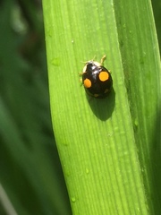 Harmonia axyridis