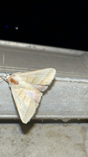 Tobacco Budworm Moth photo 4