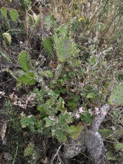 Malacothamnus clementinus