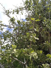 Gardenia ternifolia