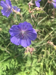 Geranium pratense