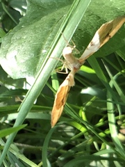 Gandaritis pyraliata