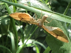 Gandaritis pyraliata