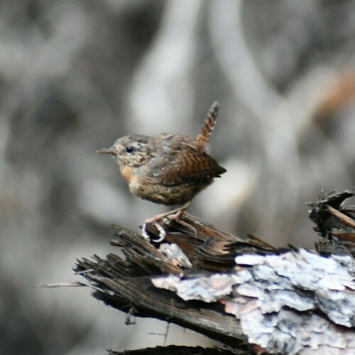 Pacific Wren