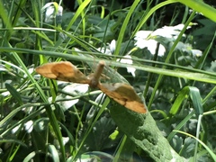 Gandaritis pyraliata