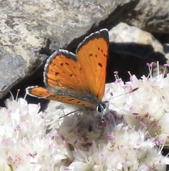 Lycaena cupreus