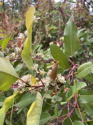 Image of Cuscuta subinclusa by (c) mel letterman, some rights reserved (CC BY)