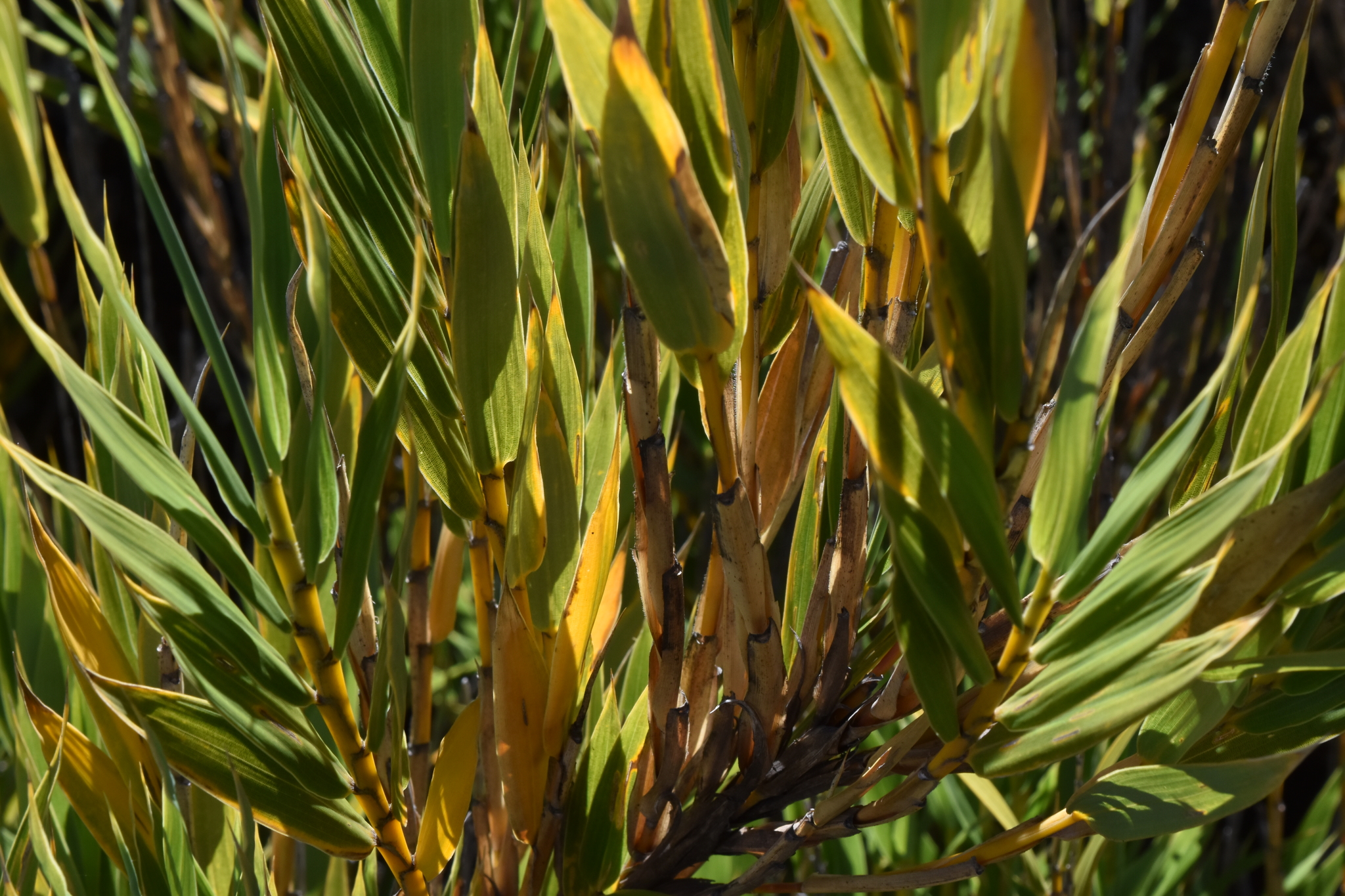 Chusquea vulcanalis
