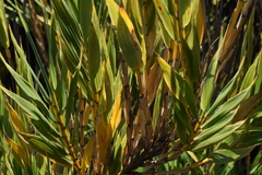 Image of Chusquea vulcanalis