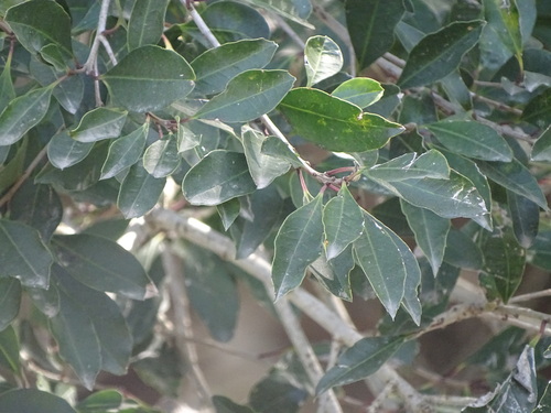 Image of Ilex mitis by (c) Shaun Swanepoel, some rights reserved (CC BY)