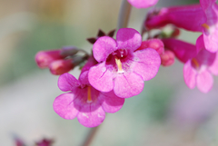 Penstemon parryi
