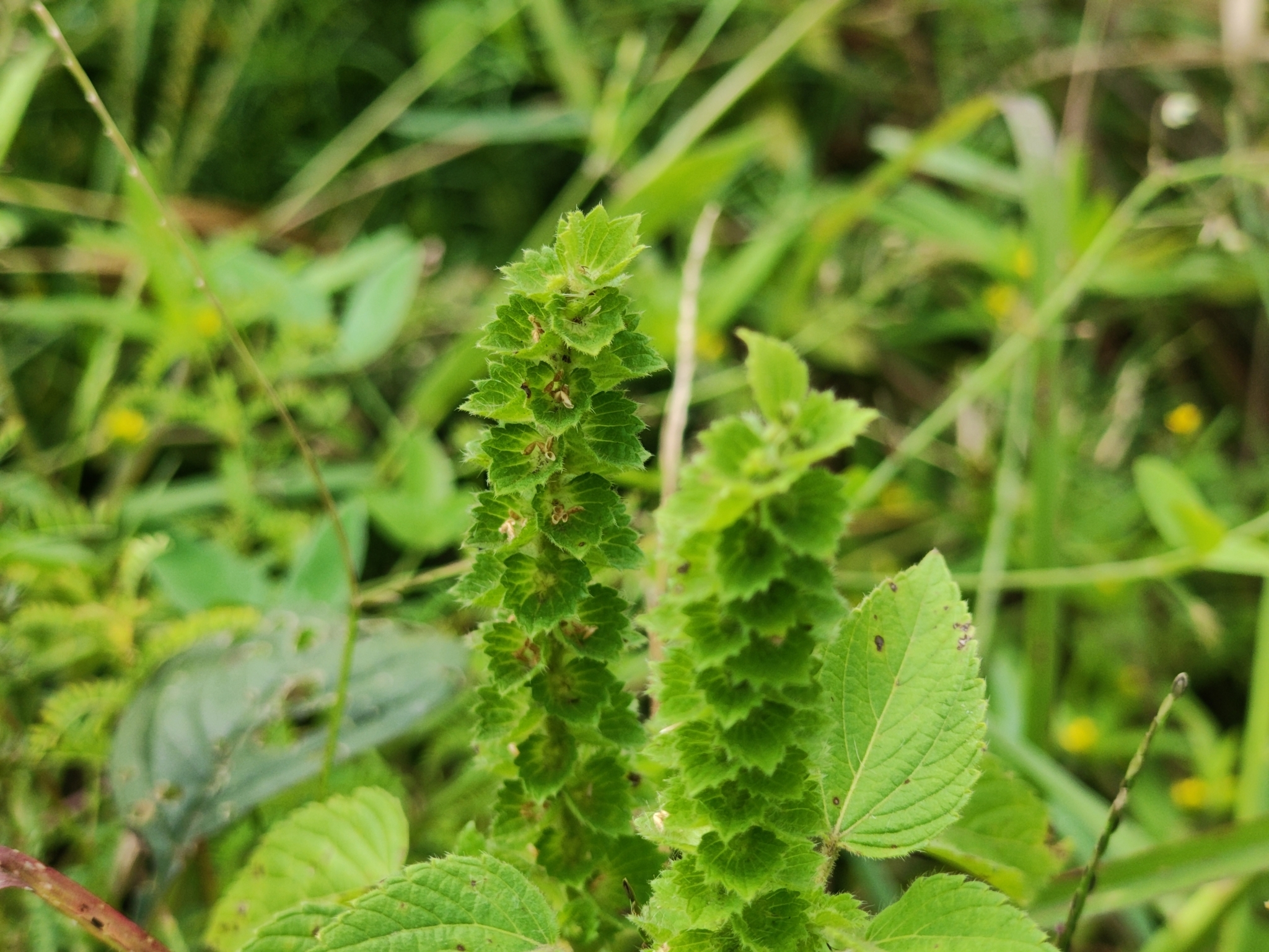Acalypha salvadorensis