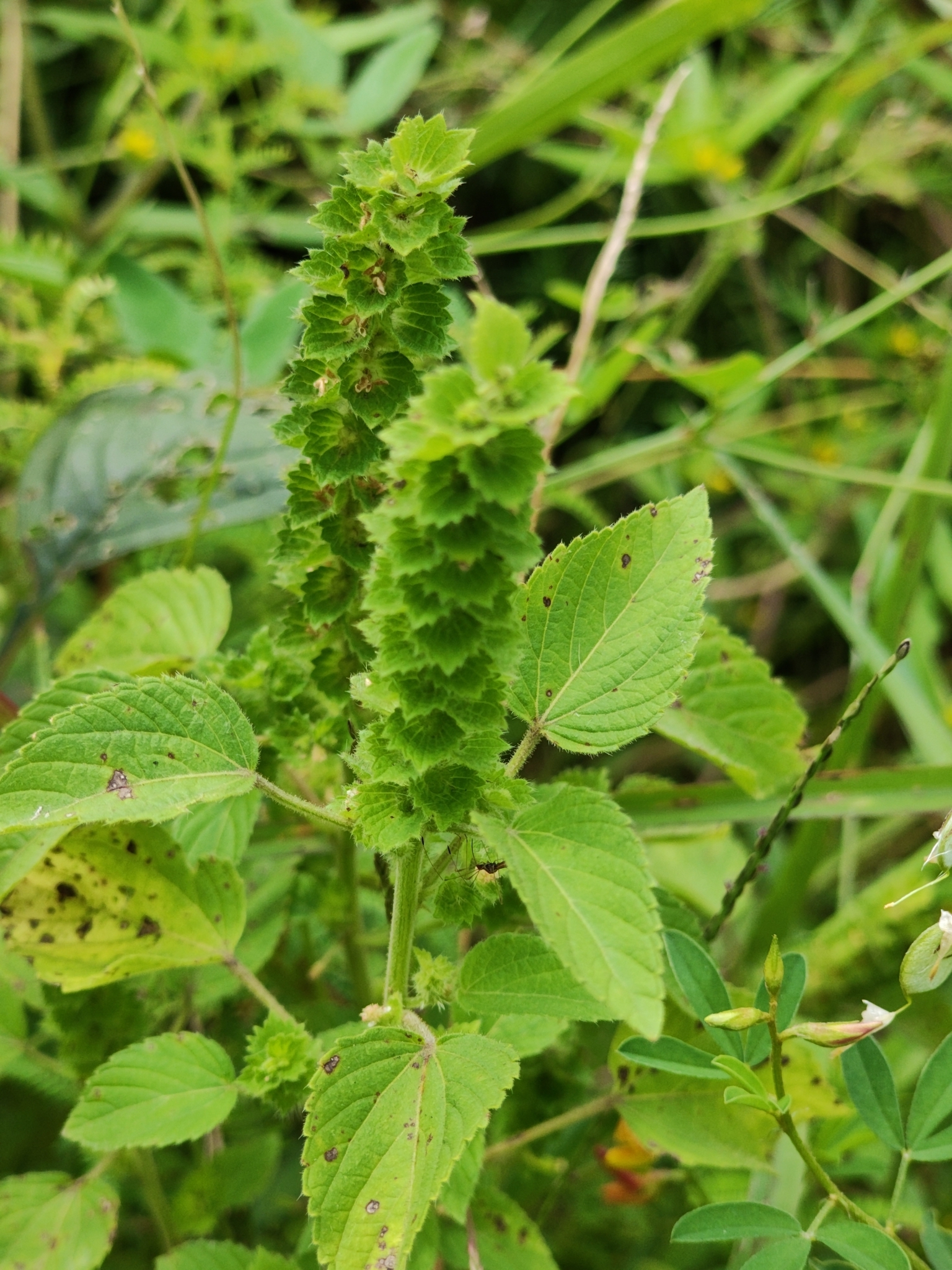 Acalypha salvadorensis 2