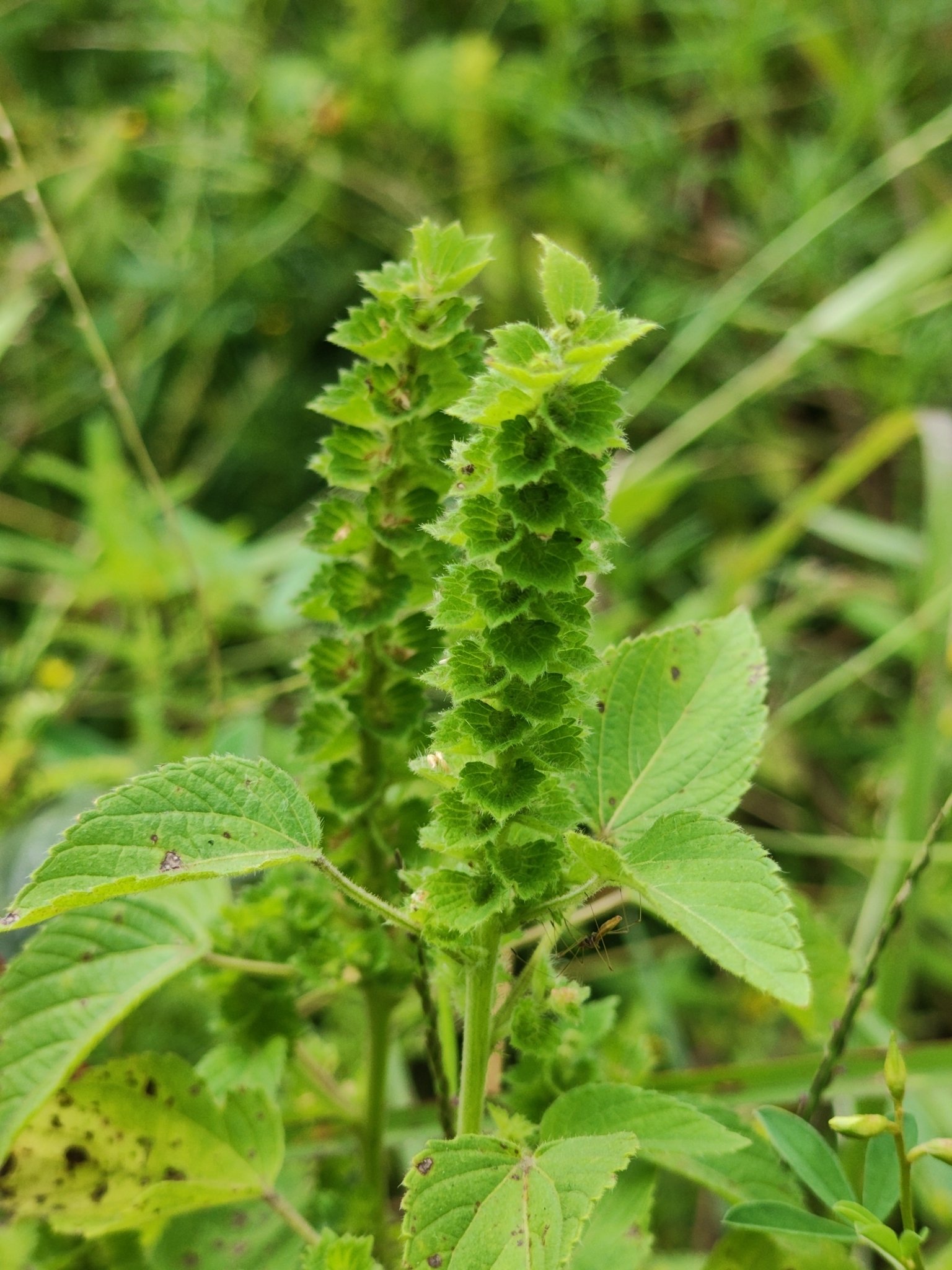 Acalypha salvadorensis 3