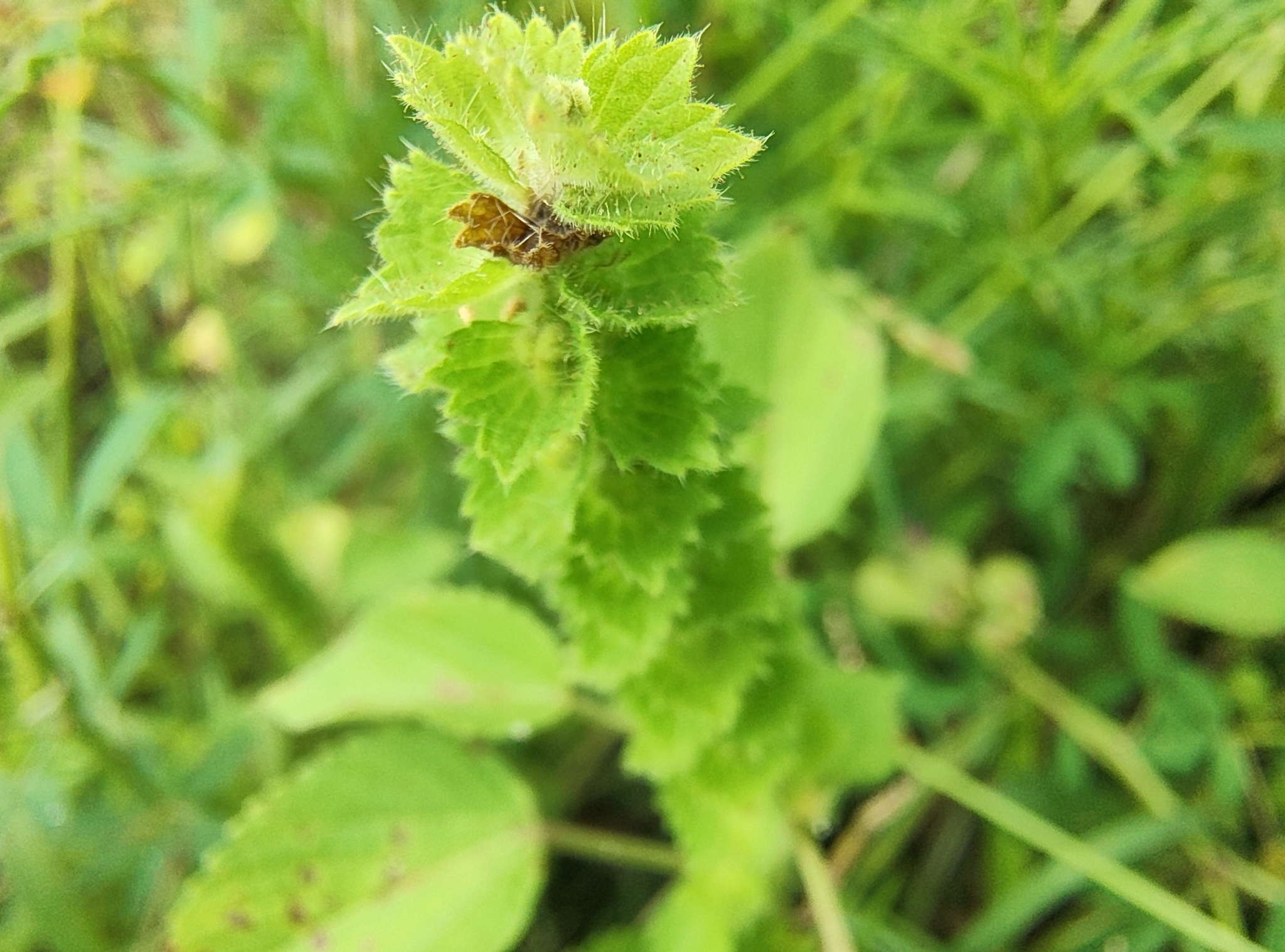 Acalypha salvadorensis 4