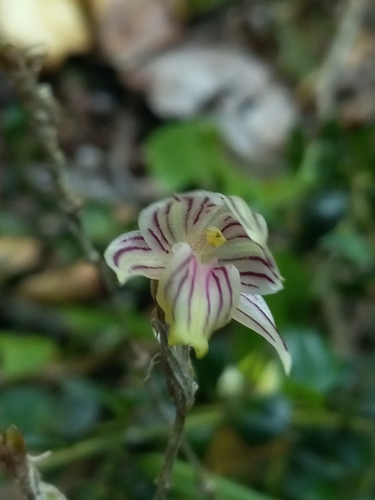 Domingoa nodosa