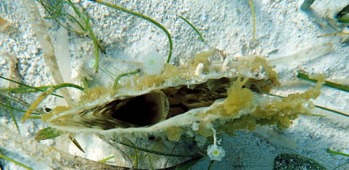 Pinna carnea