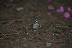 Gymnoris superciliaris