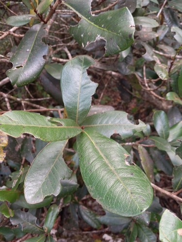 Pouteria dominigensis