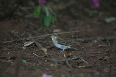 Gymnoris superciliaris