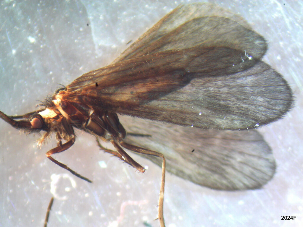 Goeracea genota