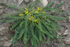 Astragalus polyphyllus