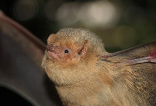 Western Yellow Bat (Lasiurus xanthinus), a species recorded in Arizona