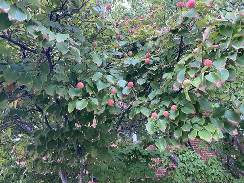 Cornus kousa