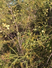 Acacia hubbardiana