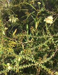 Acacia hubbardiana