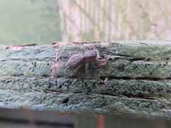 Menemerus semilimbatus