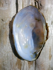 Atlanticoncha ochracea