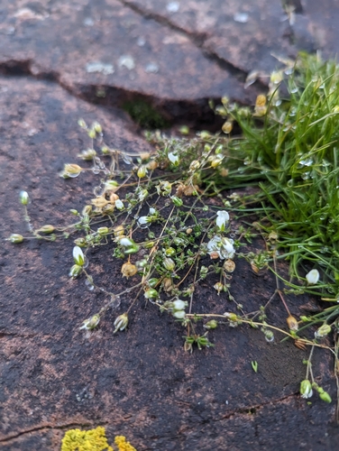 Image of Sagina nodosa by (c) Caleb Catto, some rights reserved (CC BY)