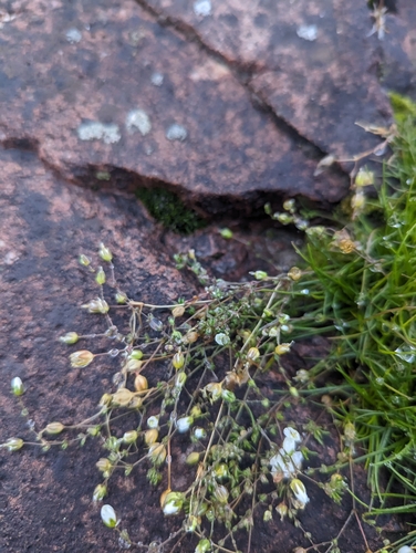 Image of Sagina nodosa by (c) Caleb Catto, some rights reserved (CC BY)