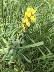 Thermopsis montana