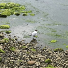 Chroicocephalus ridibundus