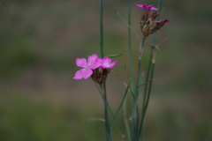 Dianthus ruprechtii
