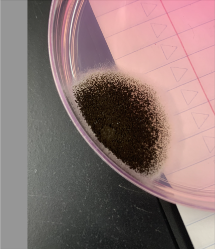 Black Mold