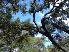 Dalbergia miscolobium