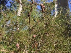 Hakea actites