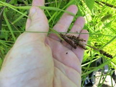 Carex shortiana