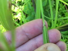 Carex shortiana