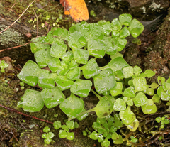 Aichryson pachycaulon subsp. gonzalezhernandezii image