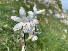 Paradisea liliastrum