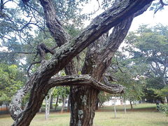 Dalbergia miscolobium