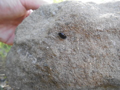 Loboptera canariensis