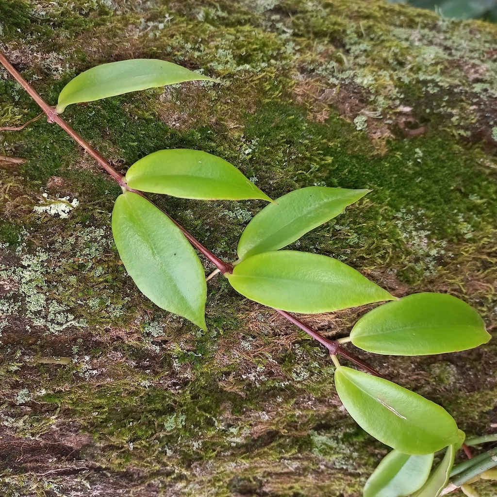 Codonanthe gracilis; photograph (c) Patrícia Mees, some rights reserved (CC BY)