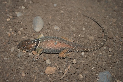 Sceloporus oberon