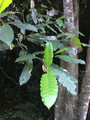 Tabernaemontana ventricosa