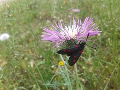 Zygaena lonicerae